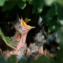 Bird Nesting Report