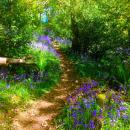 Bluebells at Offwell