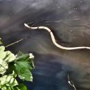 Grass Snake swimming