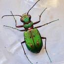 The Green Tiger Beetle