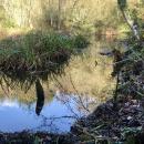 Wetland creating open water