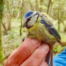 Blue tit