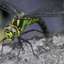 Southern Hawker