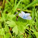 Common Blue