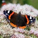 Red Admiral