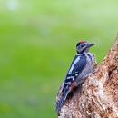 Great Spotted Woodpecker