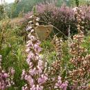 Heathland Restoration