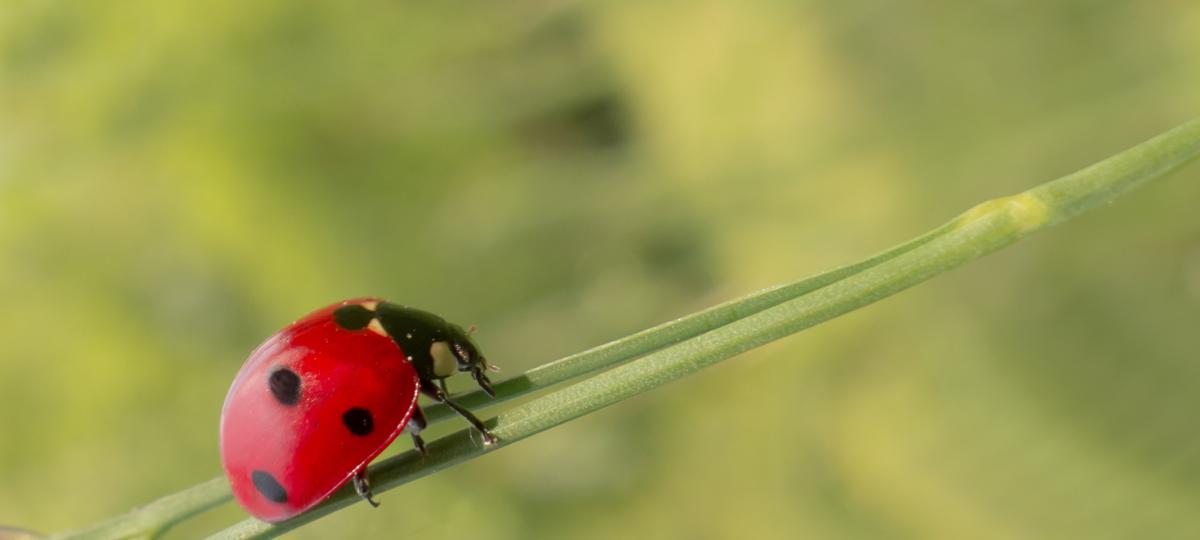 Ladybird Offwell Woodlands