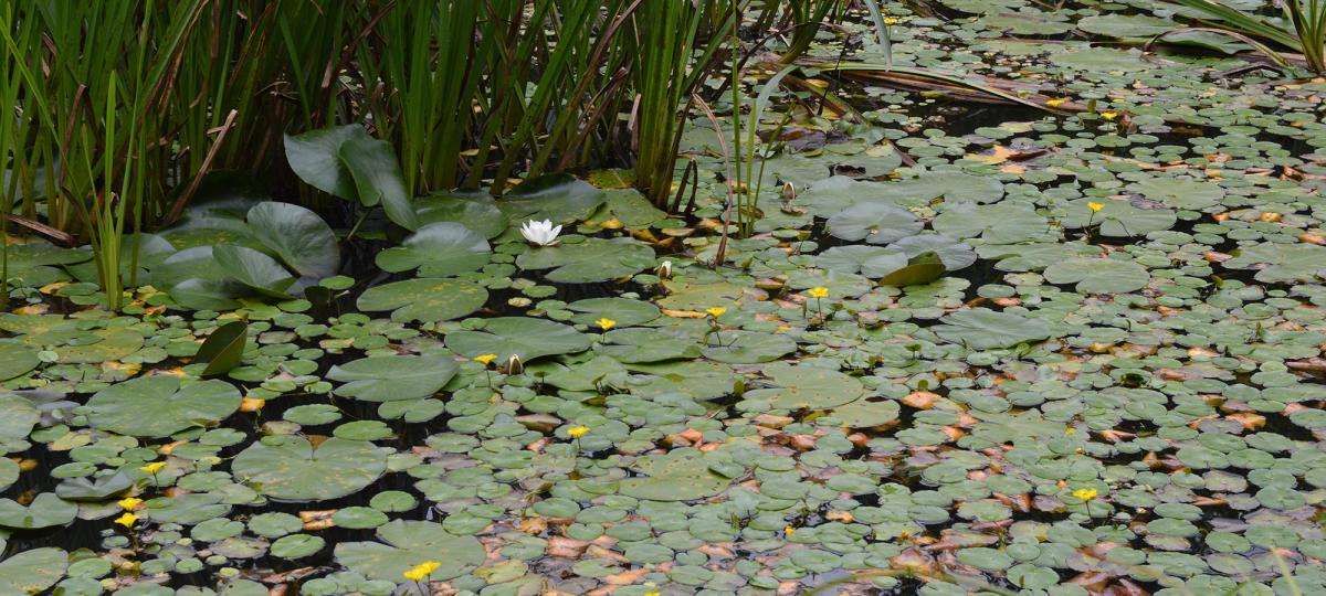 Offwell Woodland & Wildlife Trust